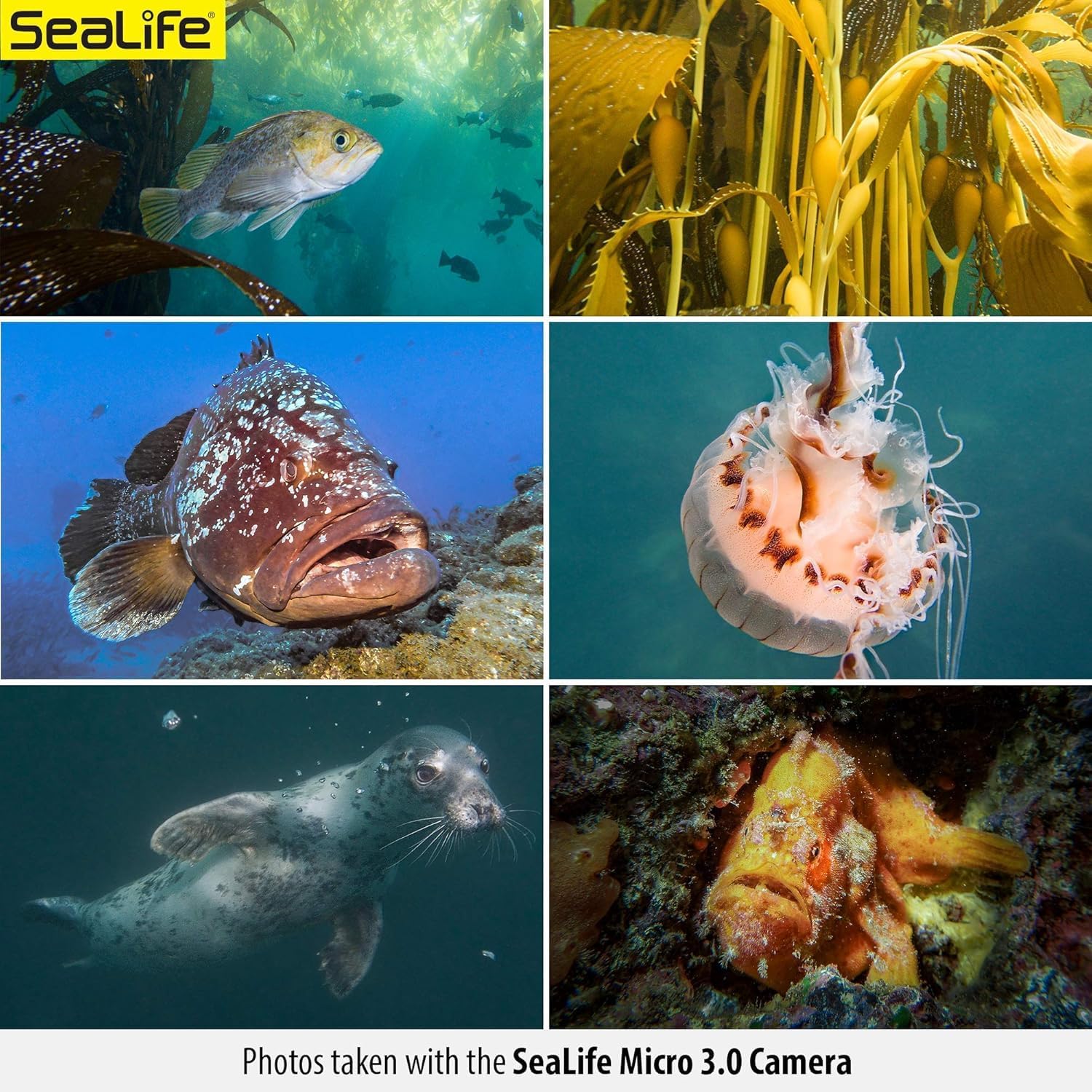 SeaLife Micro 3.0 Pro 3000 Color Boost Underwater Camera & Light Set for Photos and Video, Easy Set-up, Wireless Transfer, with Sea Dragon Travel case
