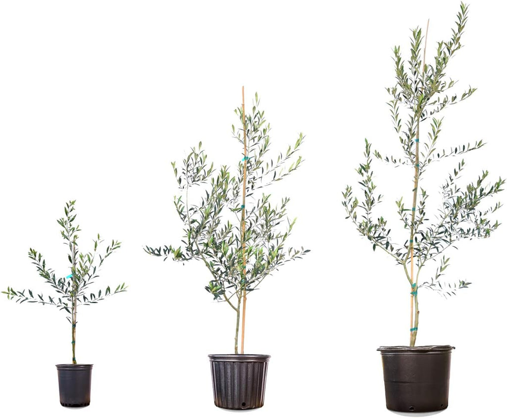 Arbequina Olive 4-5'