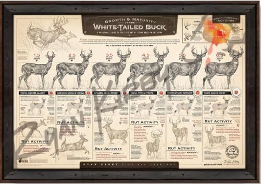 "The Growth & Maturity of the White-tailed Buck" Fine Art Paper Print
