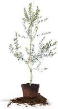 Arbequina Olive 4-5'