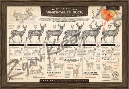 "The Growth & Maturity of the White-tailed Buck" Fine Art Paper Print