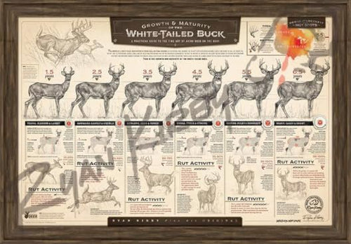"The Growth & Maturity of the White-tailed Buck" Fine Art Paper Print