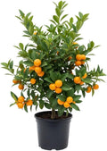 Live Meiwa Kumquat Tree 1 Gallon Pot, Dwarf Kumquat Citrus Tree 1-2ft Tall, Perennial Citrus Fruit Tree for Planting Outdoor Garden